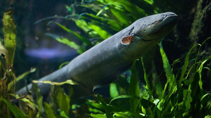 1765623836019-cerita-susi-pudjiastuti-tentang-ikan-sidat-yang-nyaris-punah-2_169