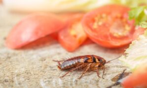 1765645450351-ilustrasi-kecoa_169