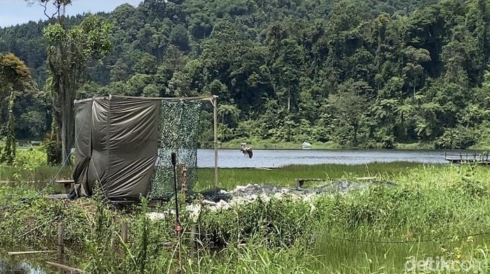 1765645457469-elang-jawa-bernama-raja-dirgantara-dilepasliarkan-di-situ-gunung-1765618318154_169