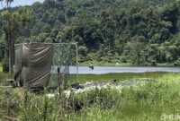 1765645464359-elang-jawa-bernama-raja-dirgantara-dilepasliarkan-di-situ-gunung-1765618318154_169