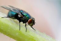 1765667057671-lalat-di-siang-hari-1758698687836_169