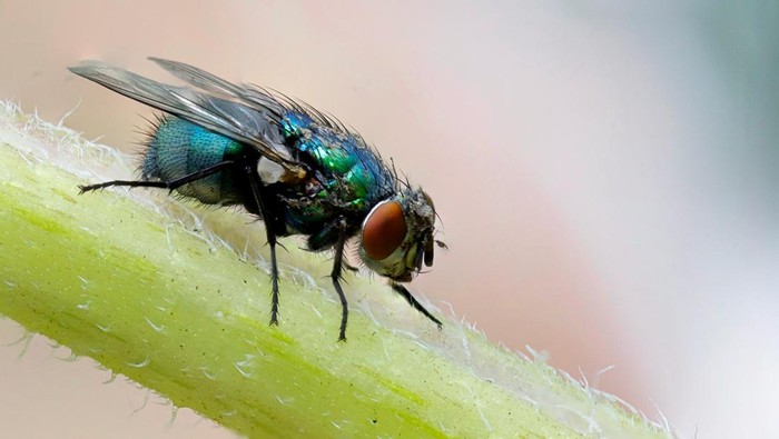 1765667057671-lalat-di-siang-hari-1758698687836_169