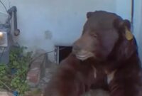 1765667064125-ken-j-johnson-photography-and-design-via-new-york-post-1765533093906_169