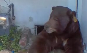 1765667064125-ken-j-johnson-photography-and-design-via-new-york-post-1765533093906_169