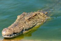 1765688644955-buaya_169