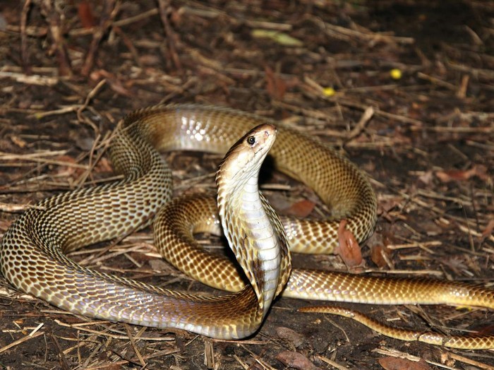 1765710274687-ilustrasi-ular-kobra_43