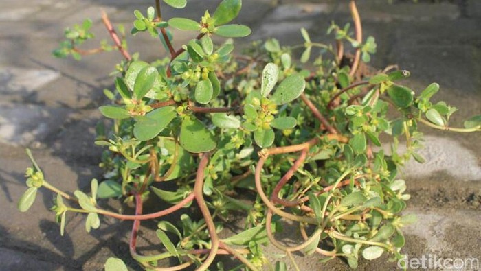 1765731872148-55247702-bb89-474a-a974-bbe5d3c81b2d_169