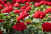 1765753459468-ilustrasi-tanaman-bunga-mawar-1753166189344_169