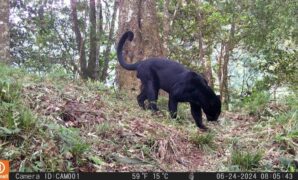 1765775073167-penampakan-macan-tutul-gunung-ciremai-yang-tertangkap-kamera-1765684989768_169