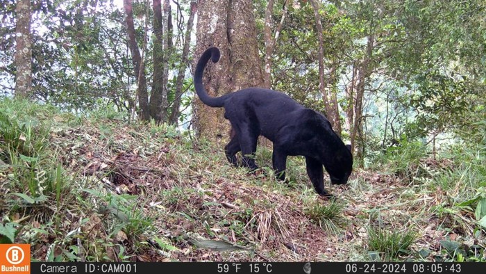 1765775073167-penampakan-macan-tutul-gunung-ciremai-yang-tertangkap-kamera-1765684989768_169