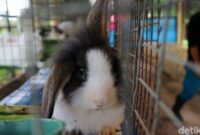 1765775081591-taman-kelinci-jakarta-timur-kembali-dibuka-6_169