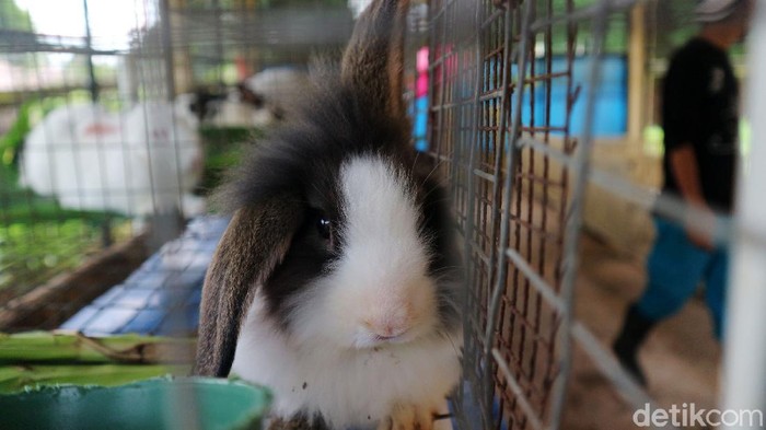 1765775081591-taman-kelinci-jakarta-timur-kembali-dibuka-6_169