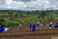 1765839848500-aktivitas-penanaman-murbei-di-kawasan-kebun-trh-yang-sudah-tidak-produktif-di-sukabumi-1765794869375_169