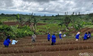 1765839848500-aktivitas-penanaman-murbei-di-kawasan-kebun-trh-yang-sudah-tidak-produktif-di-sukabumi-1765794869375_169