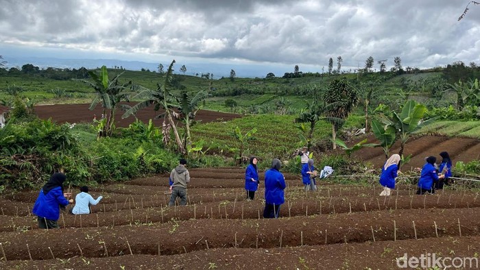 1765839848500-aktivitas-penanaman-murbei-di-kawasan-kebun-trh-yang-sudah-tidak-produktif-di-sukabumi-1765794869375_169