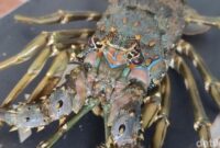 1765861472664-budi-daya-lobster-di-pangandaran-1765793446106_169