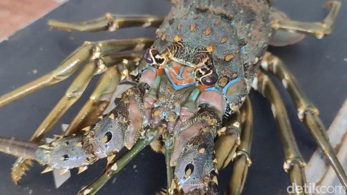 1765861472664-budi-daya-lobster-di-pangandaran-1765793446106_169