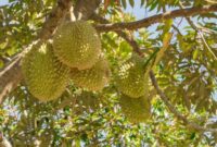 1765861481678-ilustrasi-pohon-durian-1753776241574_169