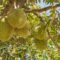 1765861481678-ilustrasi-pohon-durian-1753776241574_169