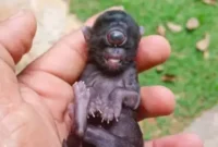 1765883056786-kucing-1765792770356_169