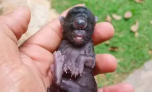 1765883056786-kucing-1765792770356_169