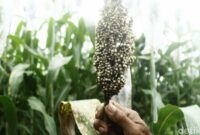 1765904658212-sorgum-yang-ditanam-di-ujungberung-kota-bandung-1761914880273_169