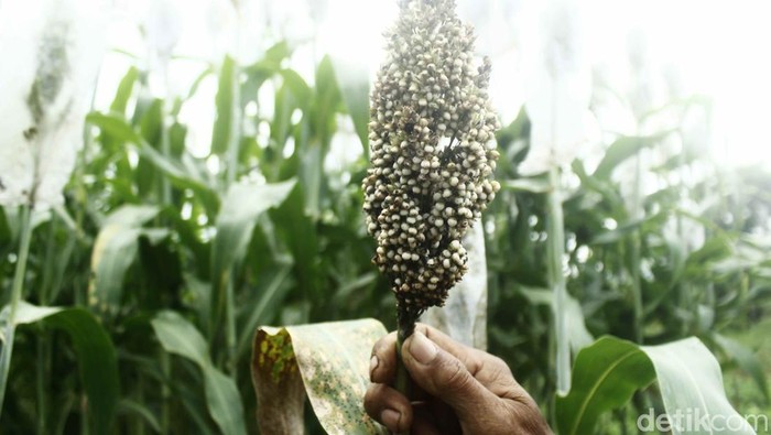 1765904658212-sorgum-yang-ditanam-di-ujungberung-kota-bandung-1761914880273_169