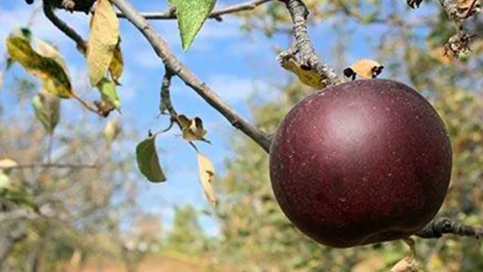 1765991063406-apel-hitam_169