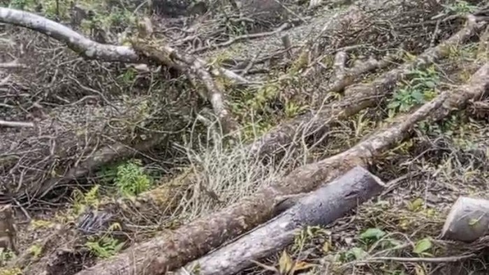 1766077468494-kondisi-kawasan-gunung-salak-yang-diduga-terjadi-pembalakan-liar-1766041829069_169