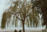 1766099047559-pohon-willow-atau-dedalu-1749457474870_169