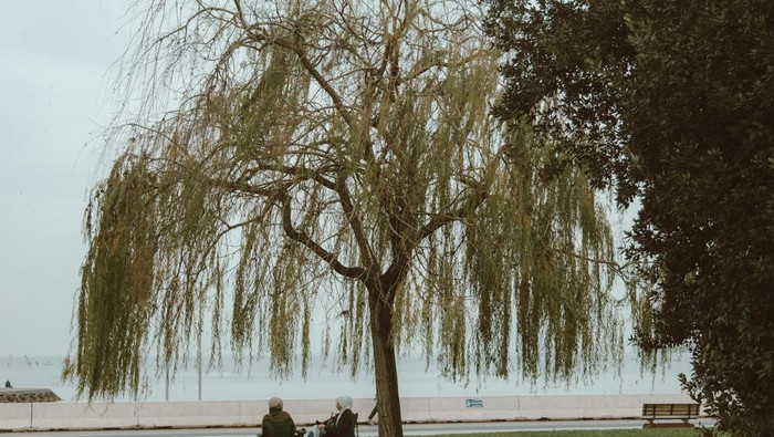 1766099047559-pohon-willow-atau-dedalu-1749457474870_169