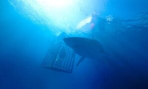 1766250267723-47-meters-down_169