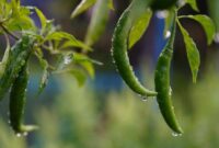 1767049468454-ilustrasi-tanaman-cabai-saat-musim-hujan-1765258830755_169