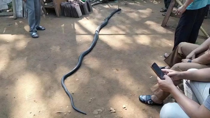 1767243952172-king-cobra-yang-terlibat-pertarungan-sengit-dengan-kakek-ocang-1759732535081_169