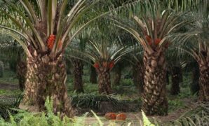 1767351968659-ilustrasi-pohon-sawit_169