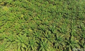 1767373463397-kondisi-bukit-algoritma-dari-udara-9_169