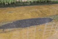 1767481447317-gerombolan-ikan-lele-di-kanal-canberra-street-singapura-1765608804150_169