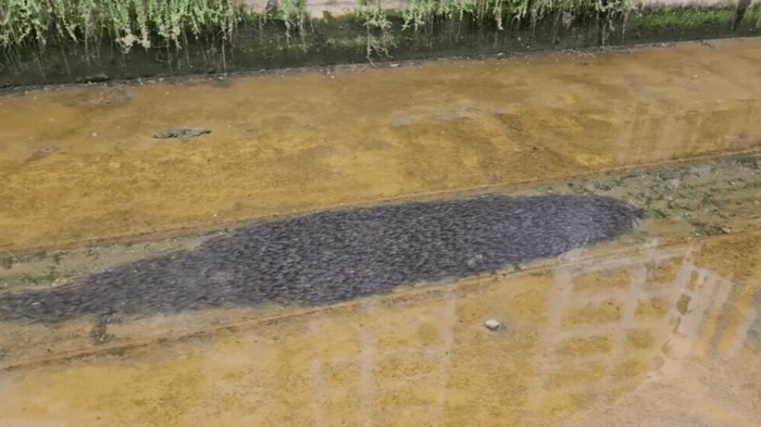 1767481447317-gerombolan-ikan-lele-di-kanal-canberra-street-singapura-1765608804150_169