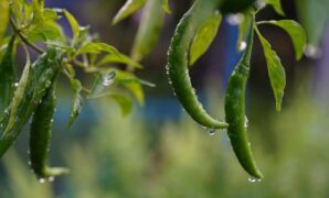 1767481456127-ilustrasi-tanaman-cabai-saat-musim-hujan-1765258830755_169