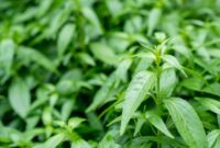 1767827060922-tanaman-daun-sambiloto-atau-andrographis-paniculata-1746272594061_169