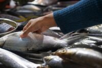 1767999863651-kkp-pastikan-stok-ikan-aman-selama-ramadan-2_169