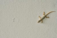 1768021468853-iustrasi-cicak-1756791820060_169