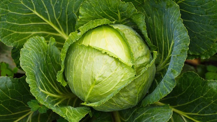 1768043058885-ilustrasi-kubis_169