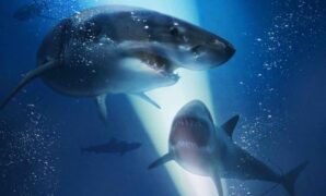 1768064662835-47-meters-down-uncaged-1768025508475_169