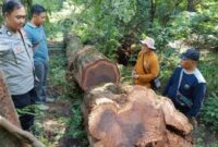 1768064670267-tngc-ungkap-aksi-pembalakan-liar-1767974388819_169