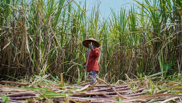 1769101470037-menko-pangan-serap-1000-ton-gula-petani-lumajang-1759903659523_169