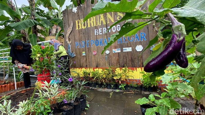 1769403851672-suasana-buruan-sae-bertoga-padepokan-hegar-1769339272477_169