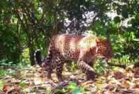 1769490284487-macan-tutul-jawa-yang-terekam-pincang-di-hutan-pegunungan-sanggabuana-1769395047051_169