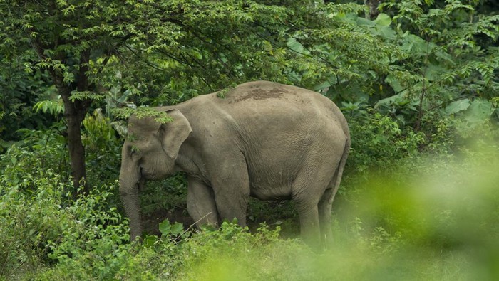 1769511857443-ilustrasi-induk-gajah-di-desa-panton-beunot-distrik-tiro-aceh-1762659058128_169